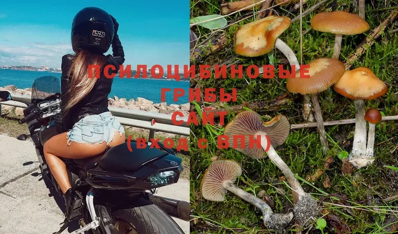 ссылка на мегу как зайти  Балахна  Псилоцибиновые грибы Psilocybe  где можно купить наркотик 